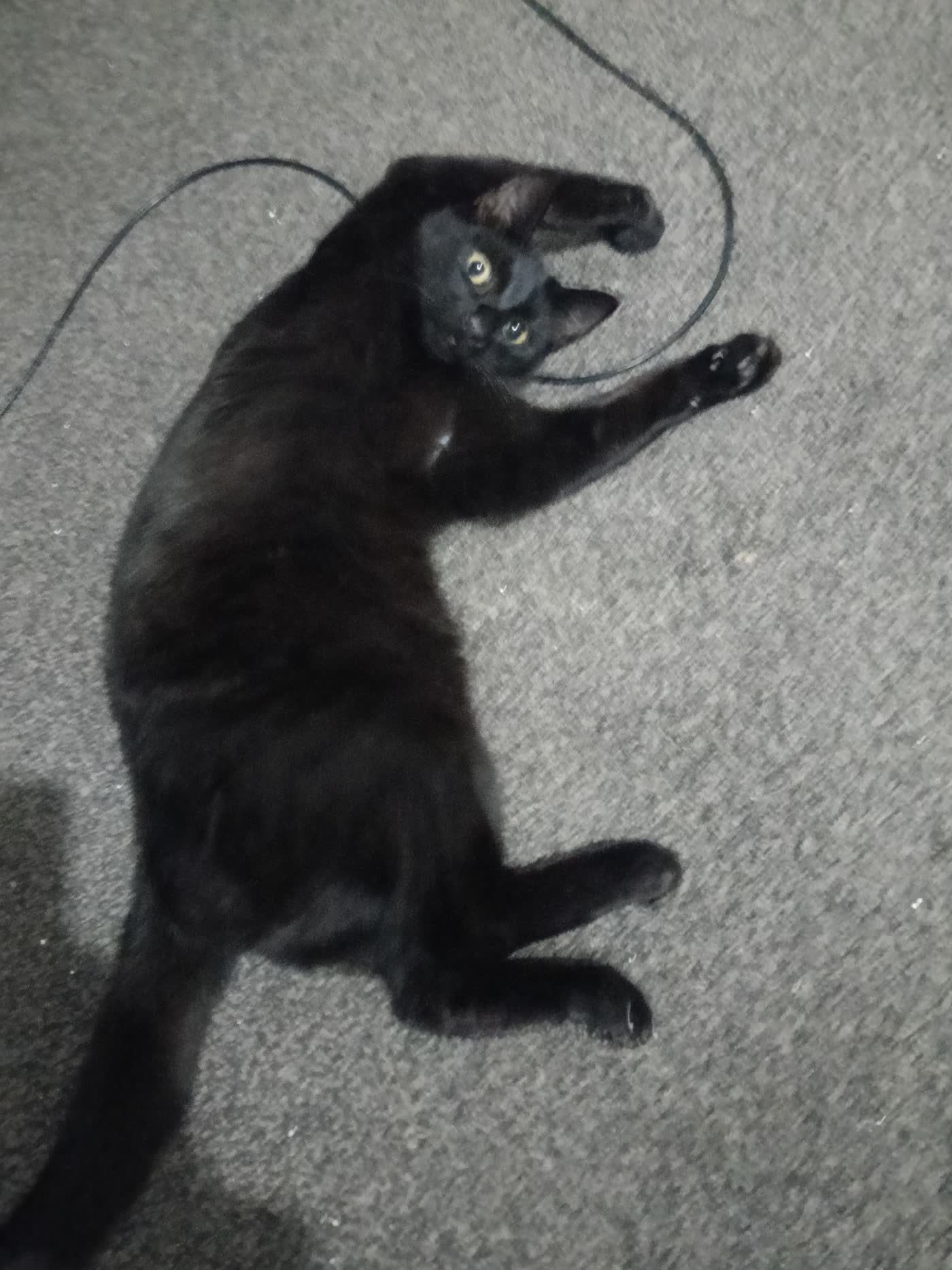 Neko, Asta’s real boy cat — yellow eyes, belly stretch on the carpet